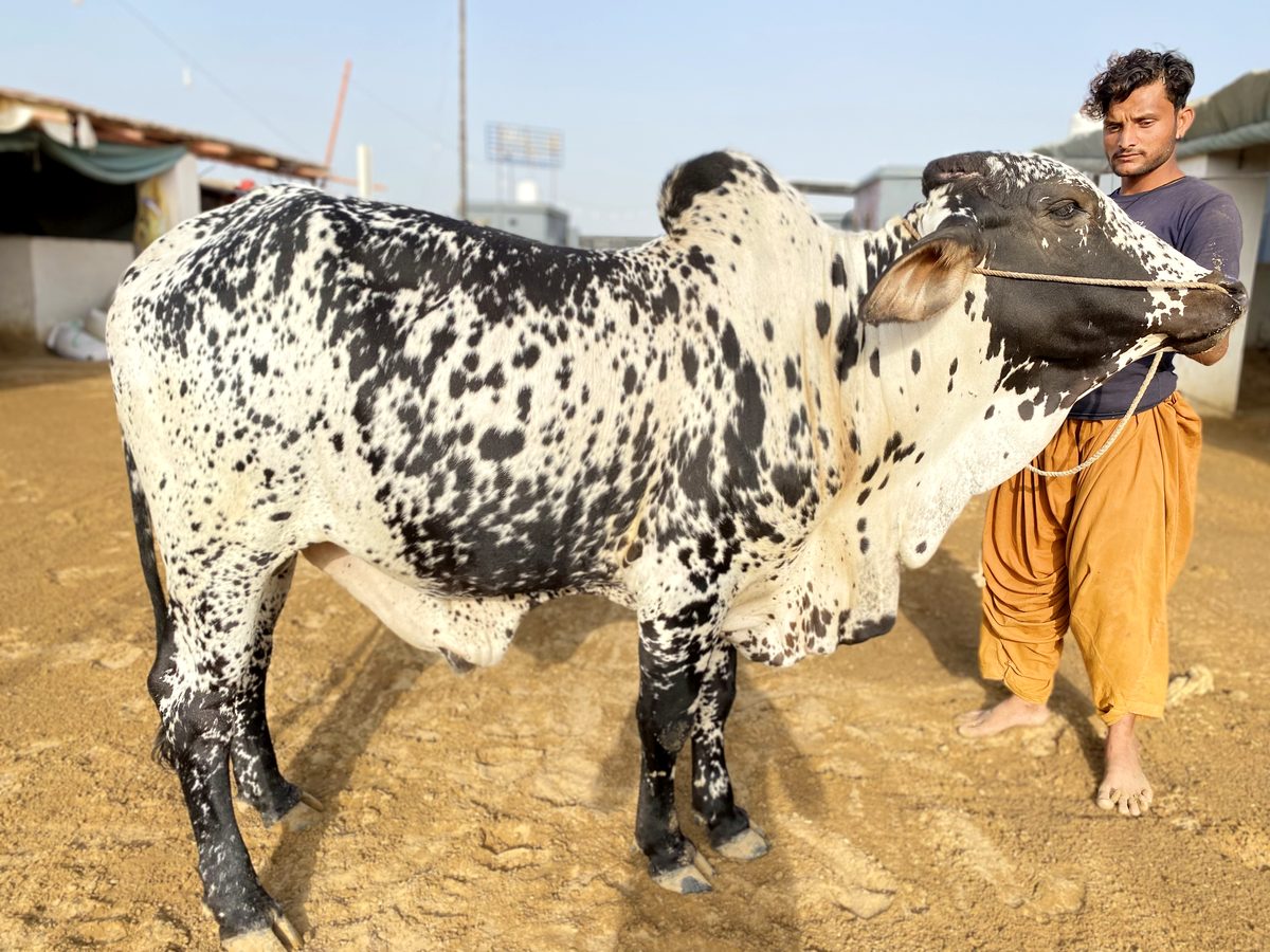 Strong, healthy farm bull