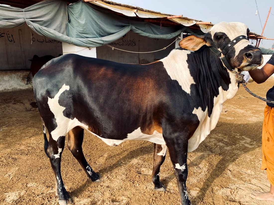 Bull cared for at AK Cattle Farm