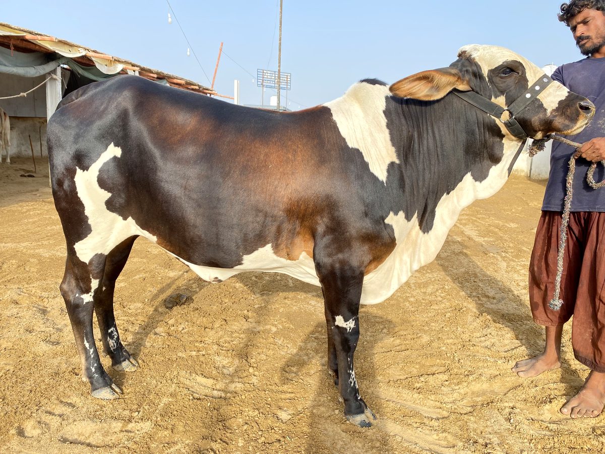 Healthy cattle at AK Cattle Farm