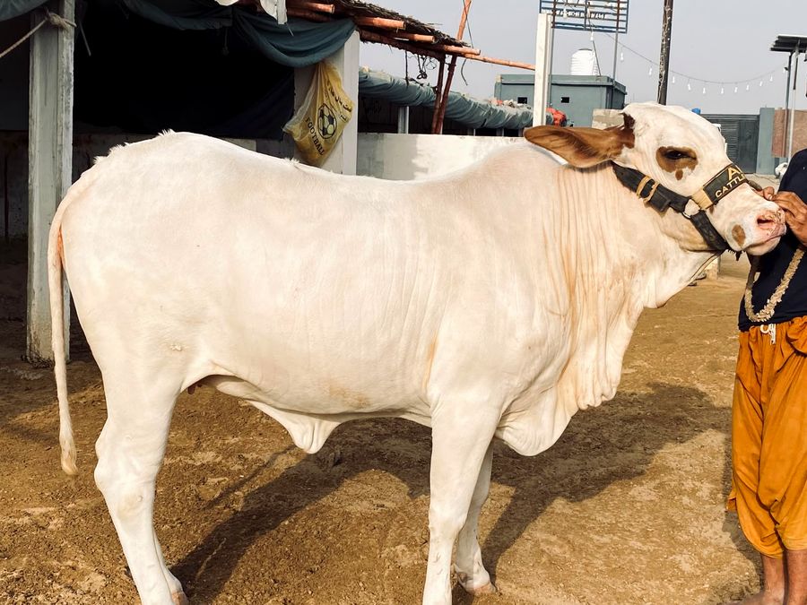 Bull at AK Cattle Farm