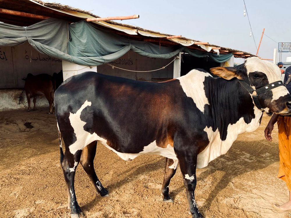Qurbani ready bull at AK Cattle Farm