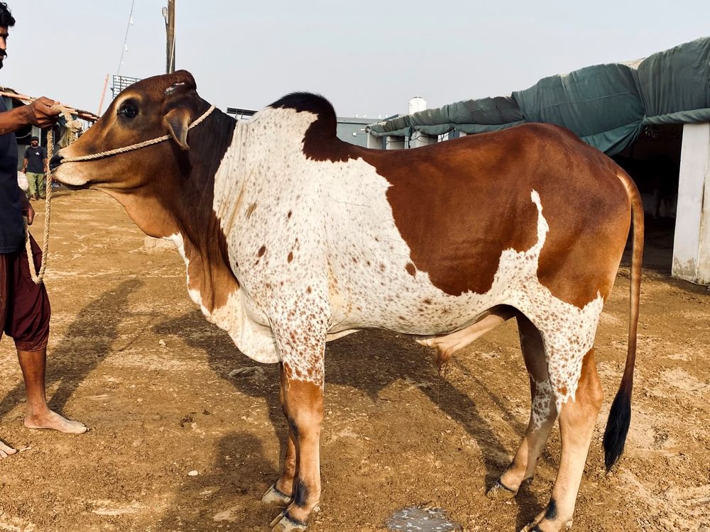 Farm raised bull at AK Cattle Farm
