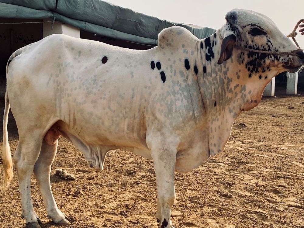Farm cattle at AK Cattle Farm