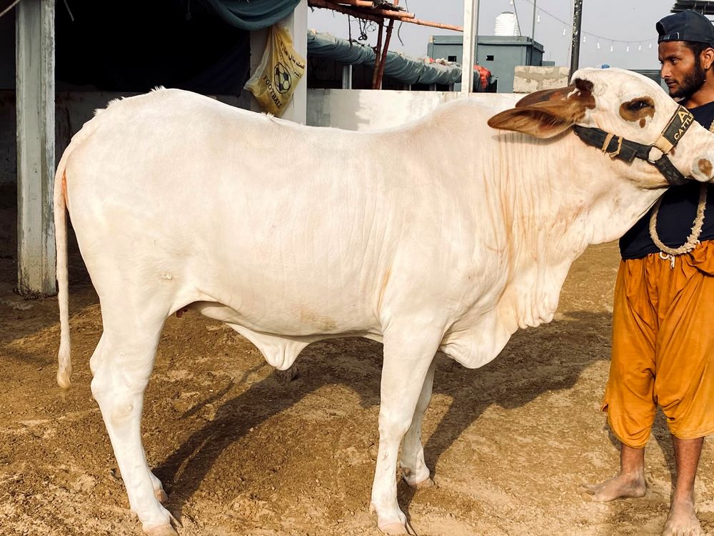 Well-fed cattle at AK Cattle Farm