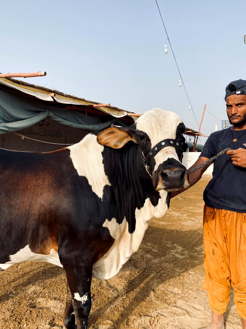 Cattle collection at AK Cattle Farm