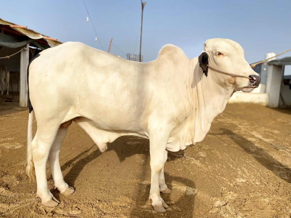 Big healthy bull at AK Cattle Farm