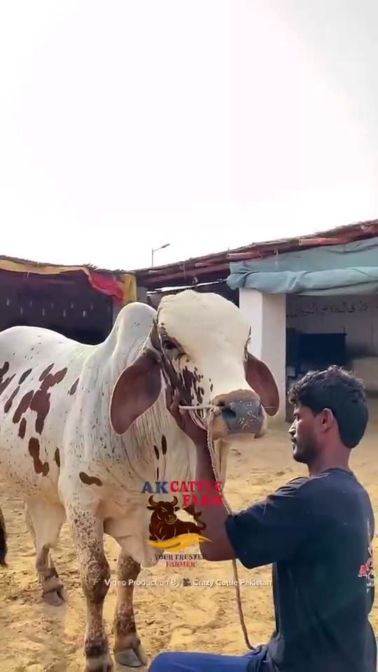 Bull grooming video preview